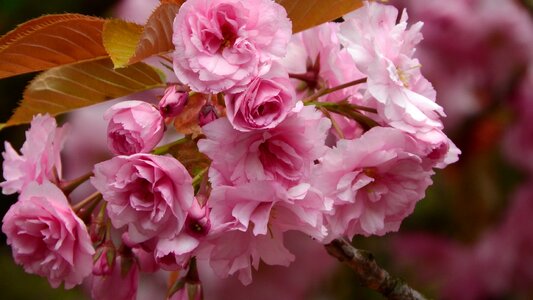 Flowering cherry pink flowers pink