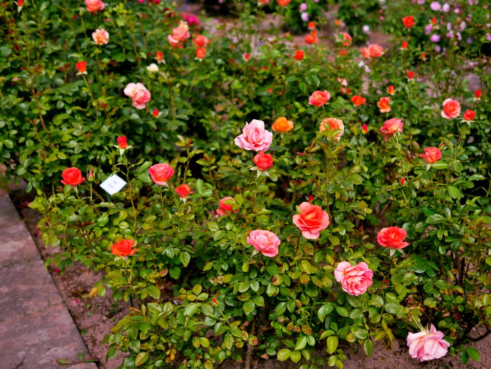 Rosengarten-C-9-b-Bengali