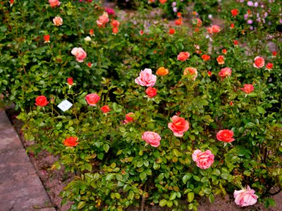 Rosengarten-C-9-b-Bengali
