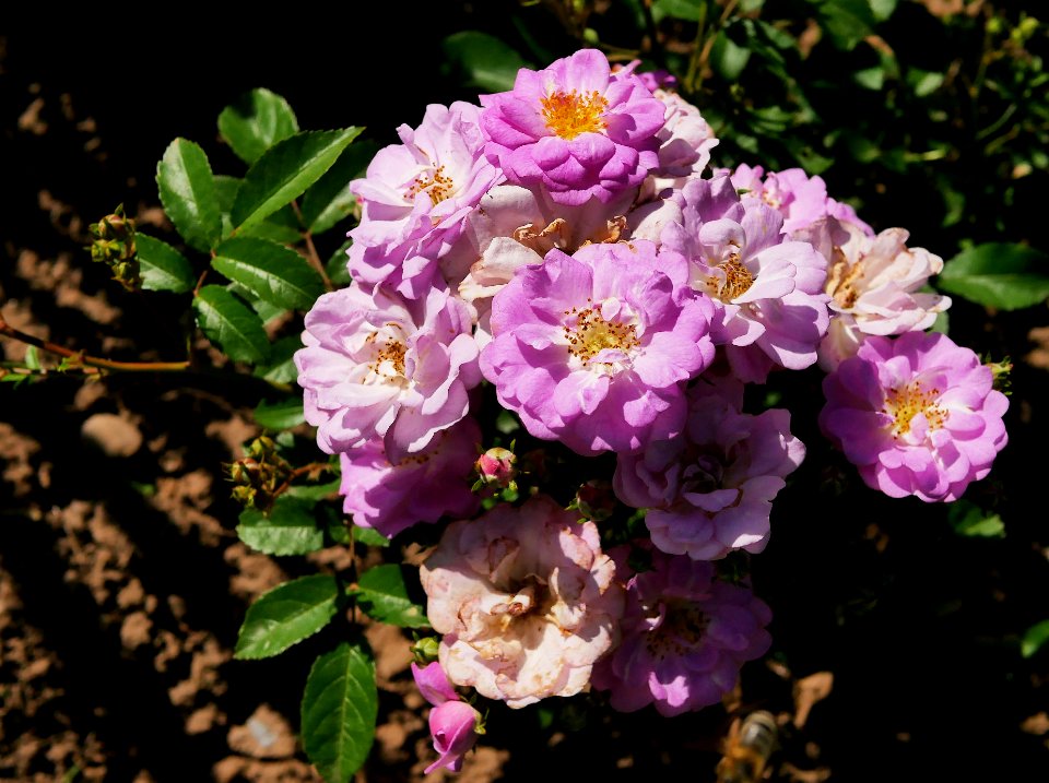 Rosengarten-D-10-e-Mosel-Rambler