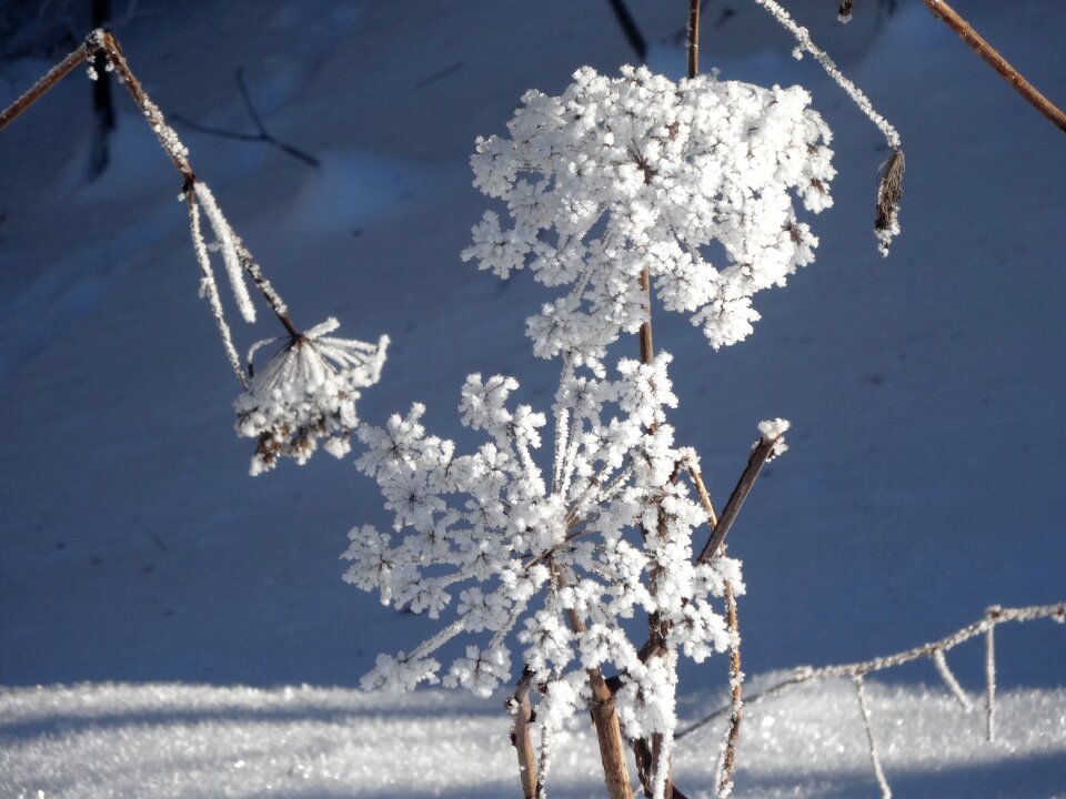 Ice flower winter snow flower