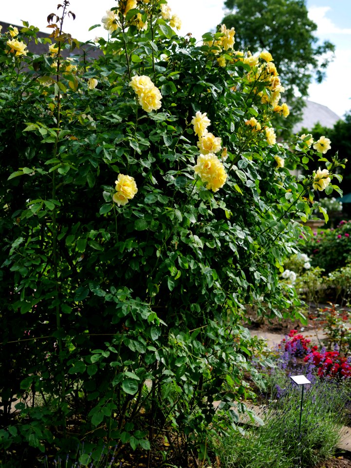 Rosengarten-C-7-a-Goldengate
