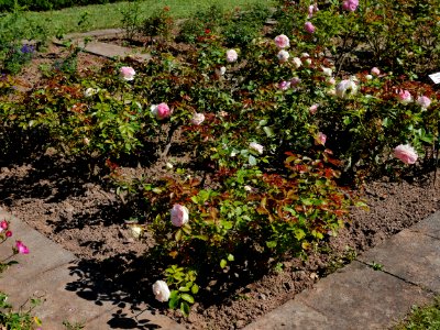 Rosengarten-D-4-a-EdenRose