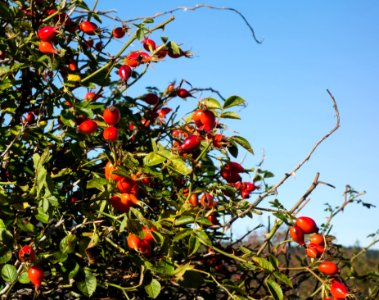 Rose hips and blue sky photo