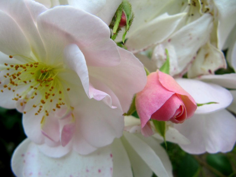 Roses blanche et rose rose