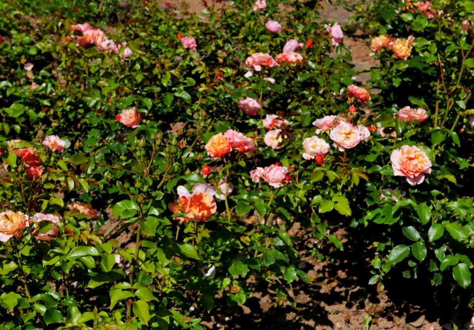 Rosengarten-B-3-b-MarieCurie