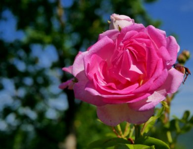 Rosengarten-D-2-b-Jasmina