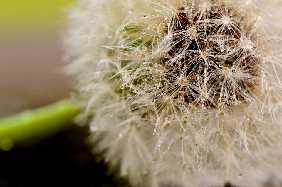 Flower macro seeds