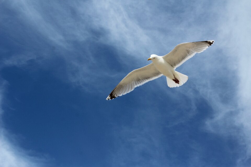 Water bird animal water