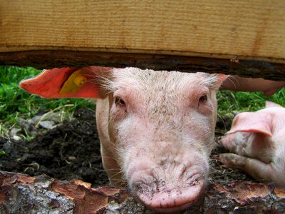 Piggy pig animal photo