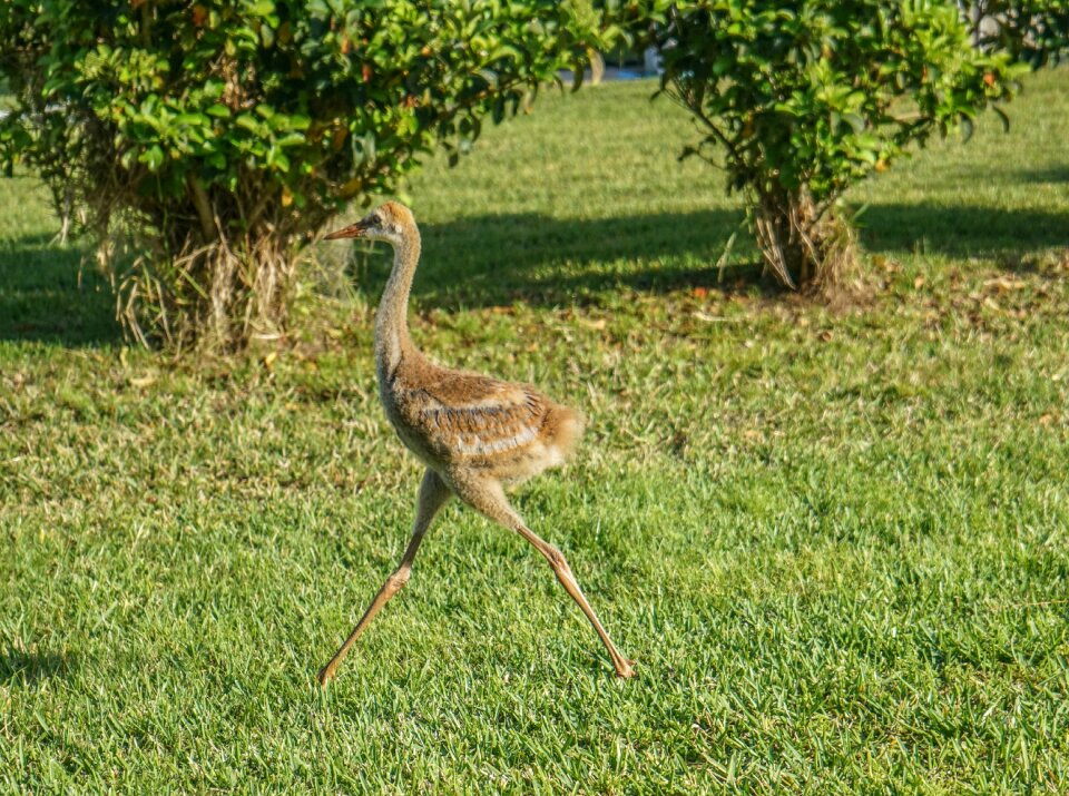Outdoors beak avian