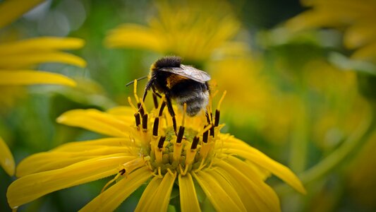 Flower insect close up photo