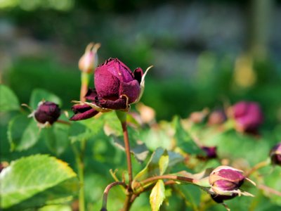 Rosengarten-B-12-c-Burgund81