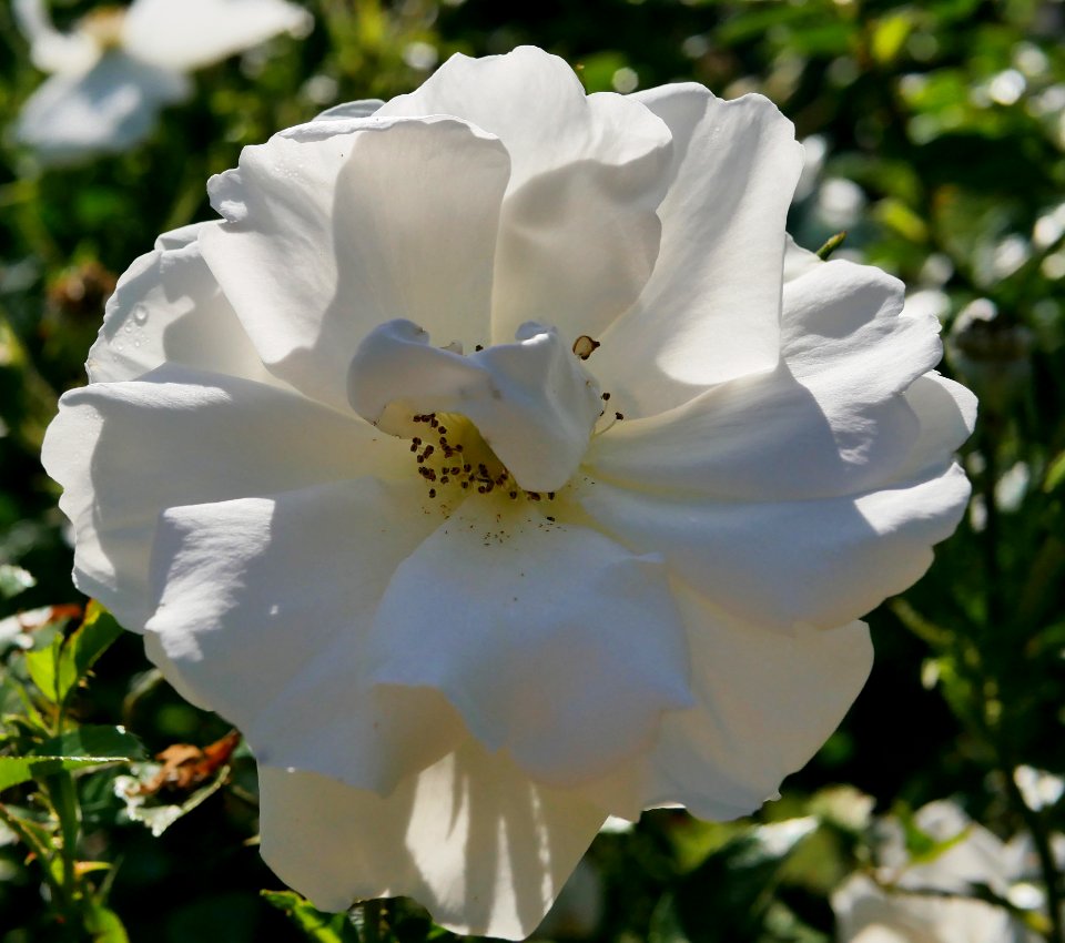 Rosengarten-B-7-b-Hella