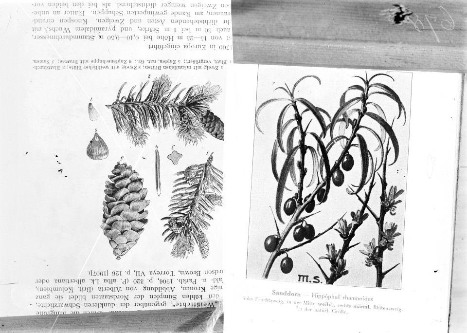Reproducties, planten, hippophae rhamnoides, Bestanddeelnr 253-7174