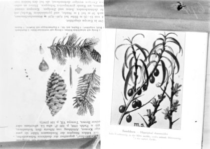 Reproducties, planten, hippophae rhamnoides, Bestanddeelnr 253-7174