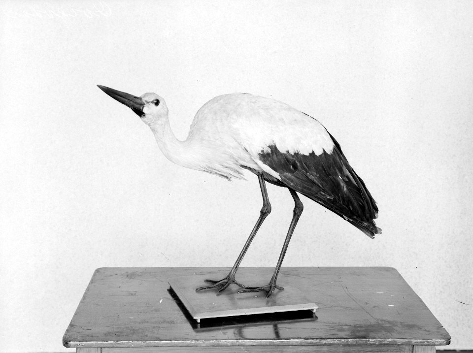 Reproducties, vogels, Ooievaar, Bestanddeelnr 253-6889