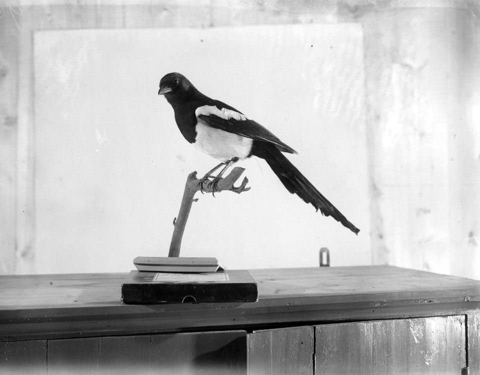 Reproducties, vogels, ekster, Bestanddeelnr 253-6900