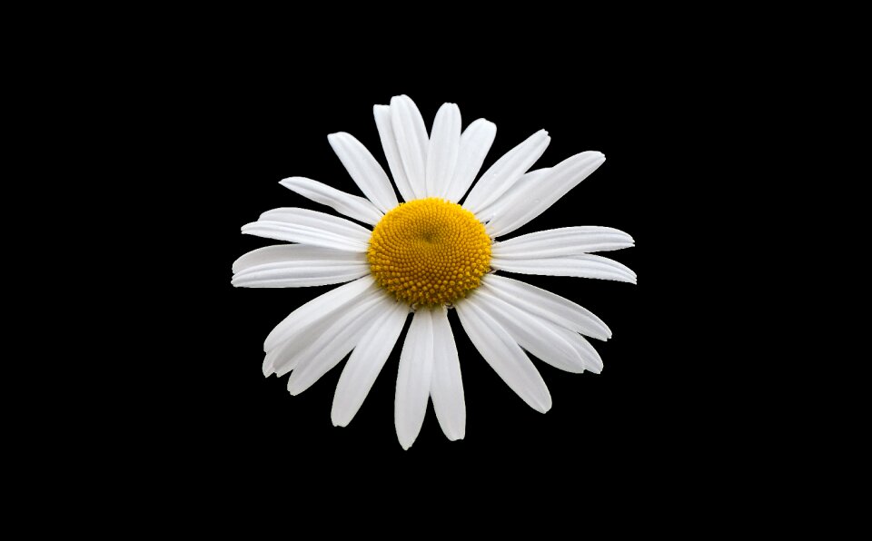 White flower spring background