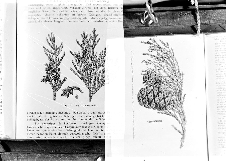 Reproducties, naaldhout, sequoia gigantea, Bestanddeelnr 253-7191