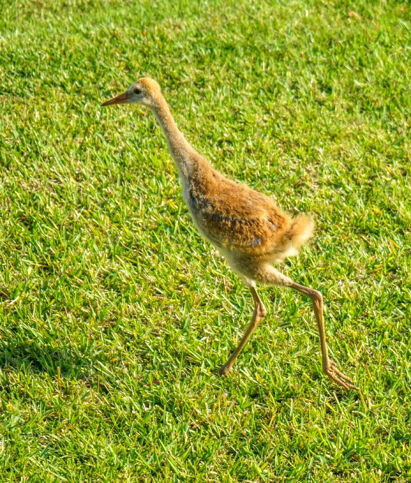 Outdoors beak avian