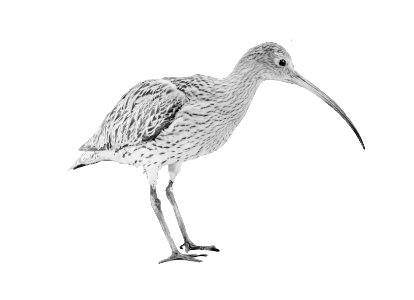 Reproducties, vogels, grote wulp, Bestanddeelnr 253-6902