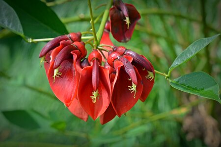Blossom bloom flower