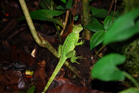 Lizard rainforest green
