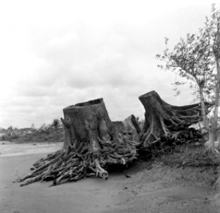 Resten van bomen uit het oerwoud aan de kust van de Nickeriepolder, Bestanddeelnr 252-5581