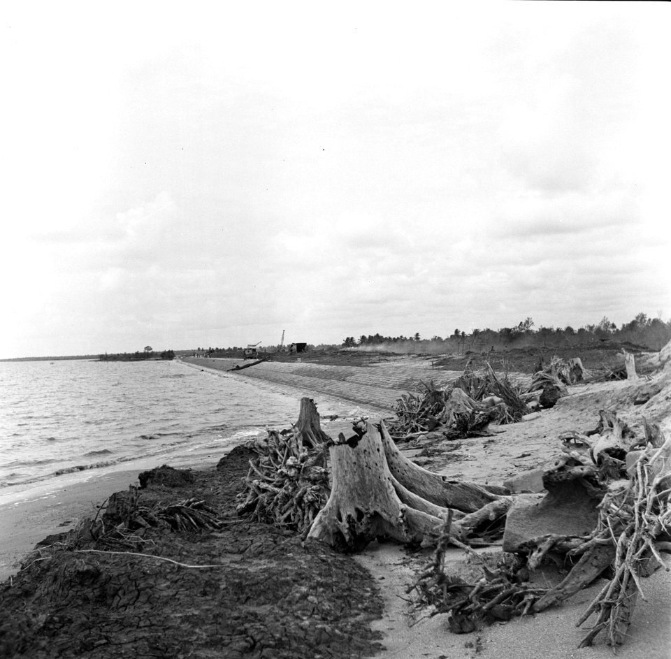 Resten van bomen uit het verdwenen oerwoud bij de dijk van de polder in Nickerie, Bestanddeelnr 252-5568