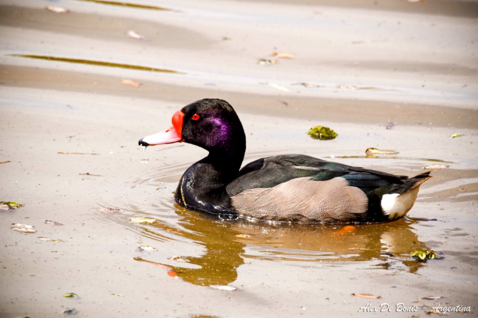 Reserva Ecológica Costanera Sur 247 09 2016 (177469185)