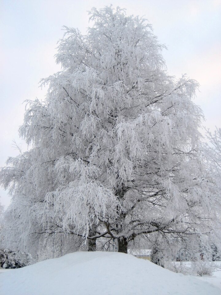 Frost branches landscape