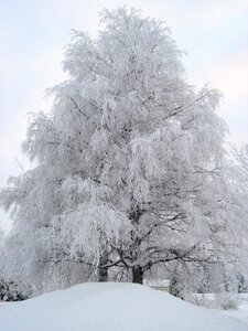 Frost branches landscape photo