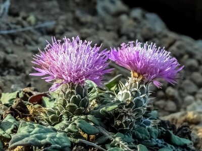 Nature plant bloom photo