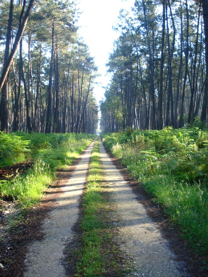 Retjons (Landes, Fr), chemin en forêt