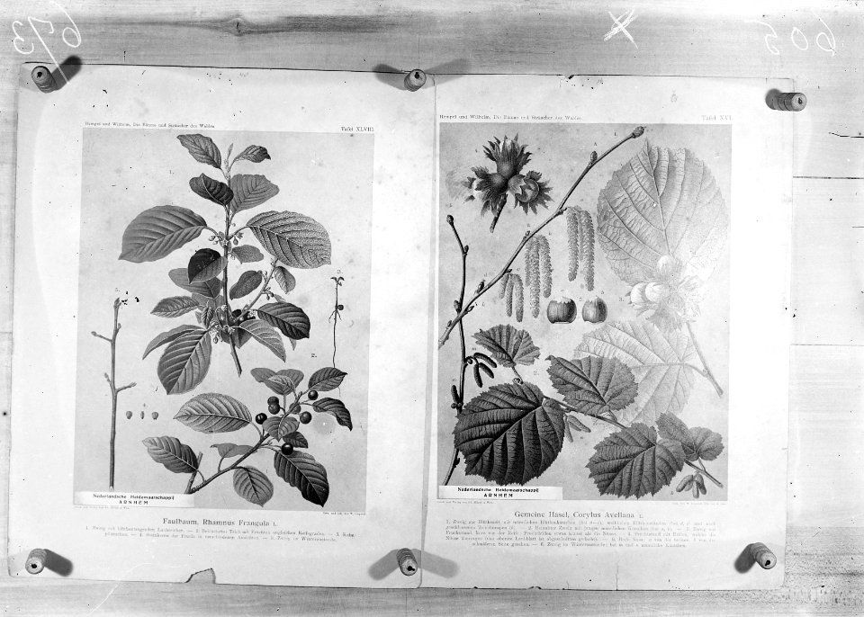 Reproducties, planten, corylus avellana, rhamnus frangula, Bestanddeelnr 253-7183