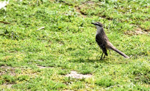 Reserva Ecológica Costanera Sur 247 09 2016 (177469665)