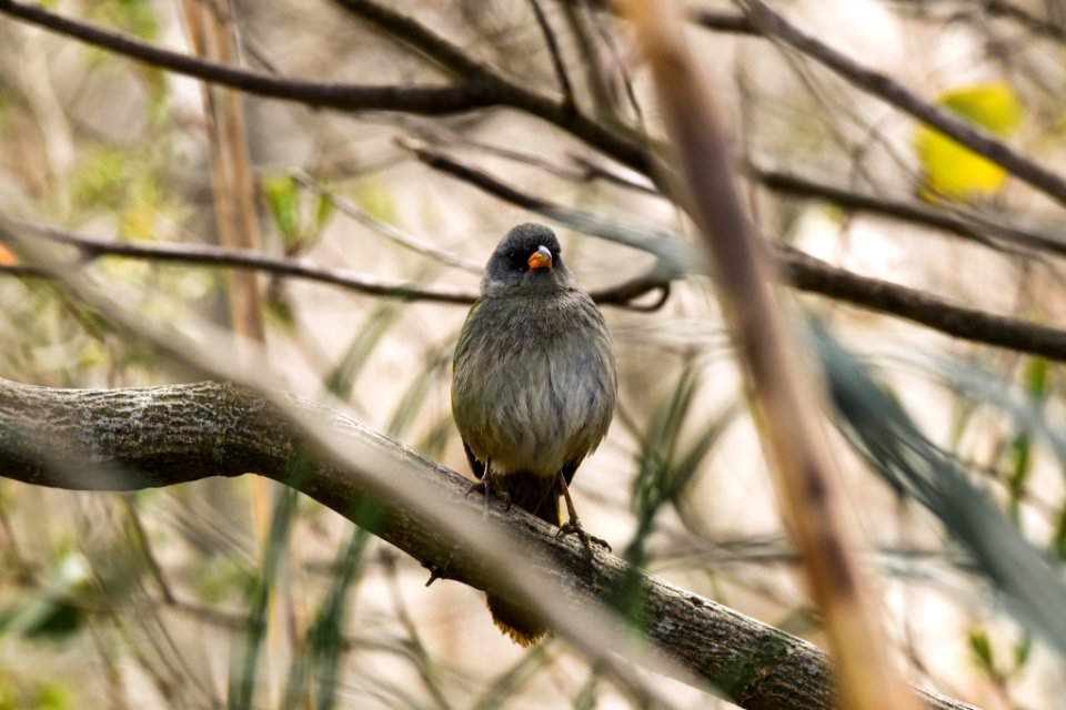 Reserva Ecológica Costanera Sur 247 09 2016 (177469643)
