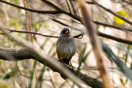 Reserva Ecológica Costanera Sur 247 09 2016 (177469643)