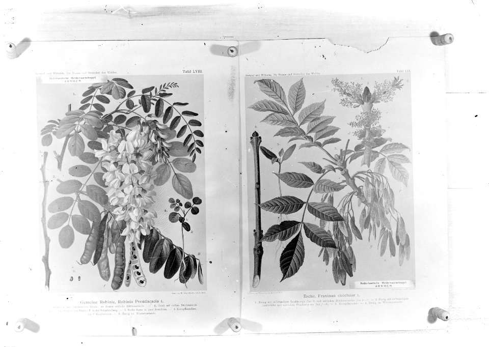 Reproducties, planten, fraxinus excelsior, robinia pseudo acacia, Bestanddeelnr 253-7177