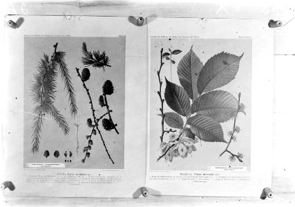 Reproducties, planten, ulmus scabra, larix europaea, Bestanddeelnr 253-7182
