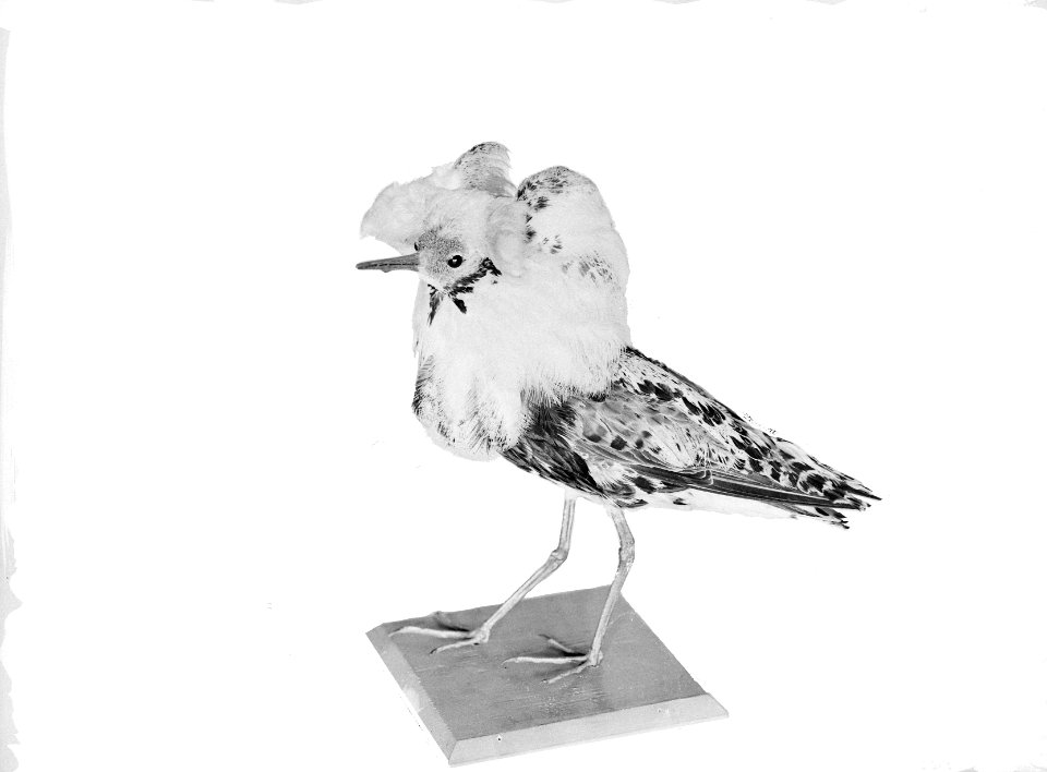 Reproducties, vogels, kemphaan, Bestanddeelnr 253-6888