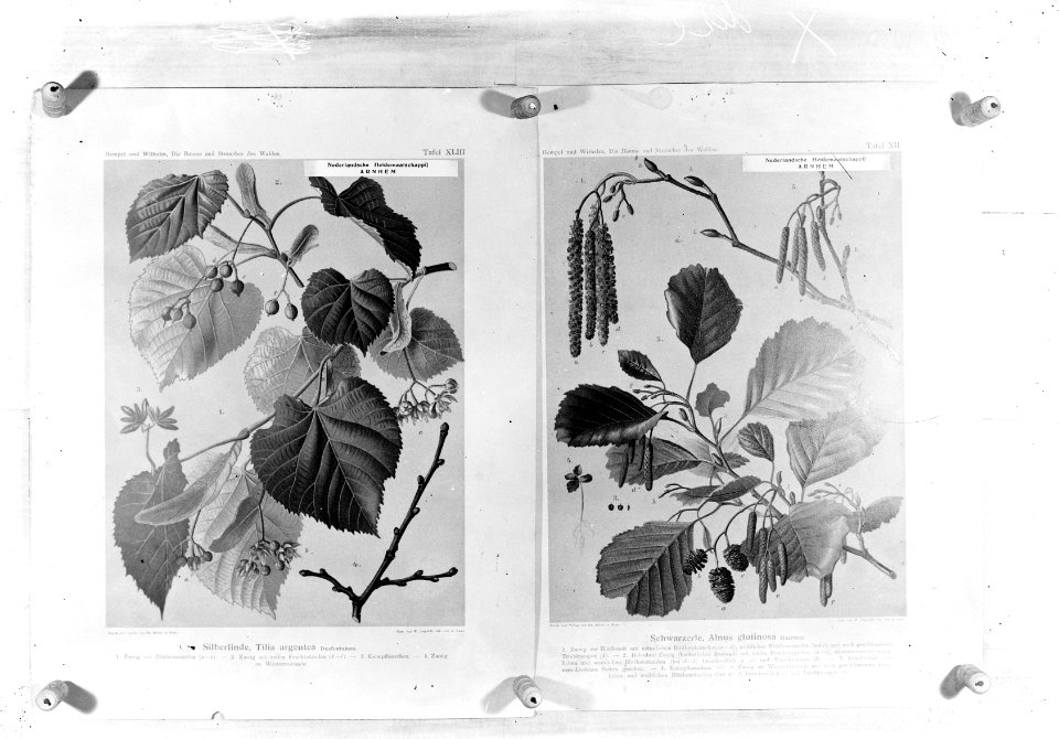 Reproducties, planten, alnus glutinosa, tilia argentea, Bestanddeelnr 253-7184