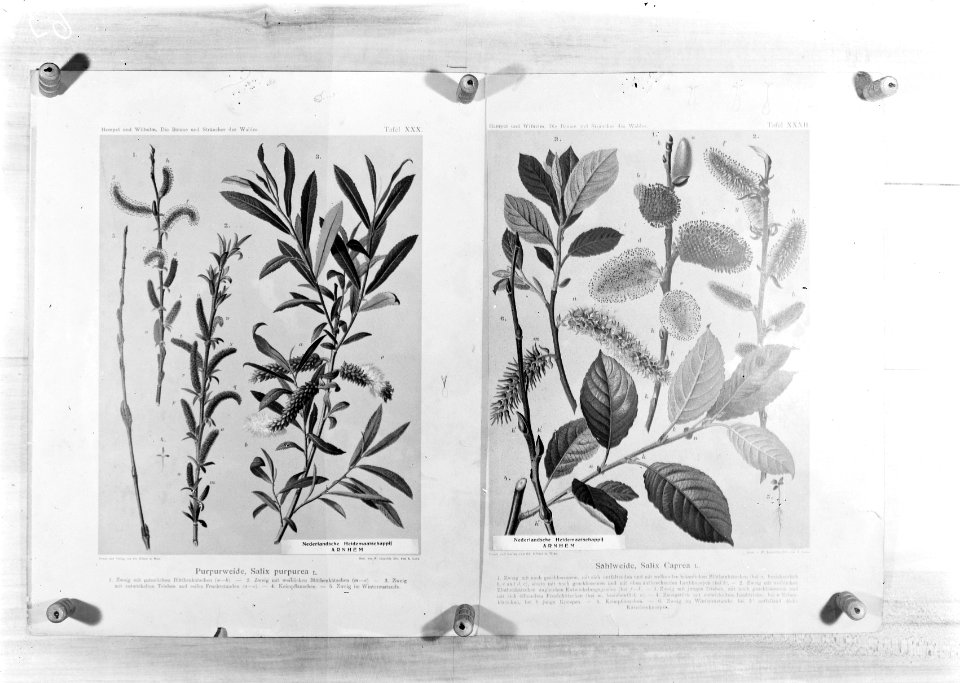 Reproducties, planten, salix caprea, salix purpurea, Bestanddeelnr 253-7176