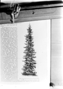 Reproducties, naaldhout, picea omorica, Bestanddeelnr 253-7198