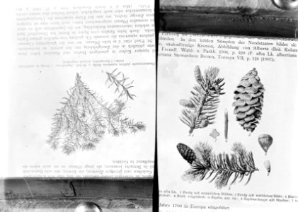 Reproducties, naaldhout, chamaecyparis pisifera squarrosa, picea canadensis, Bestanddeelnr 253-7194