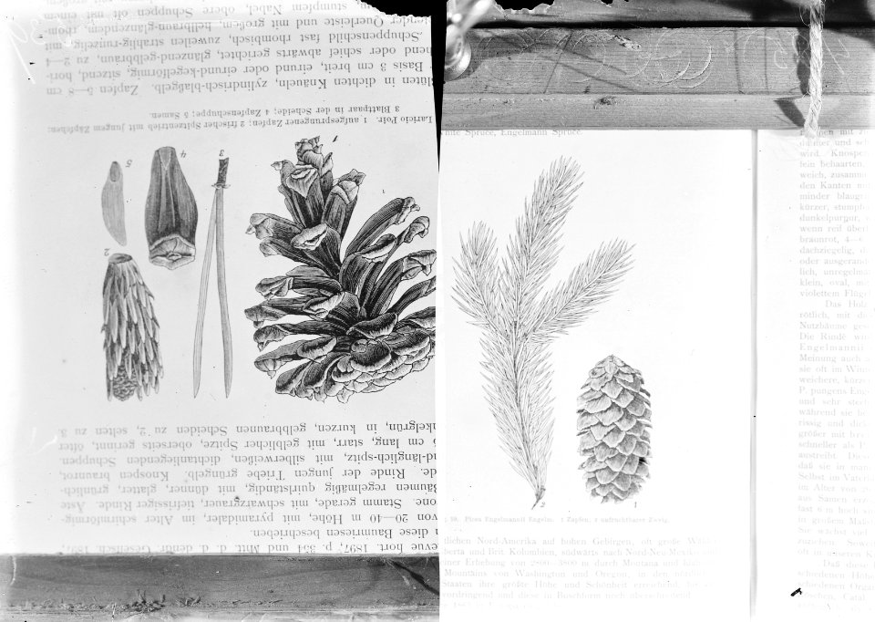 Reproducties, naaldhout, picea engelmannil, pinus nigra corsicana, Bestanddeelnr 253-7195