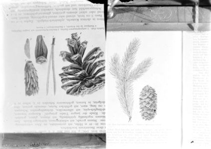 Reproducties, naaldhout, picea engelmannil, pinus nigra corsicana, Bestanddeelnr 253-7195