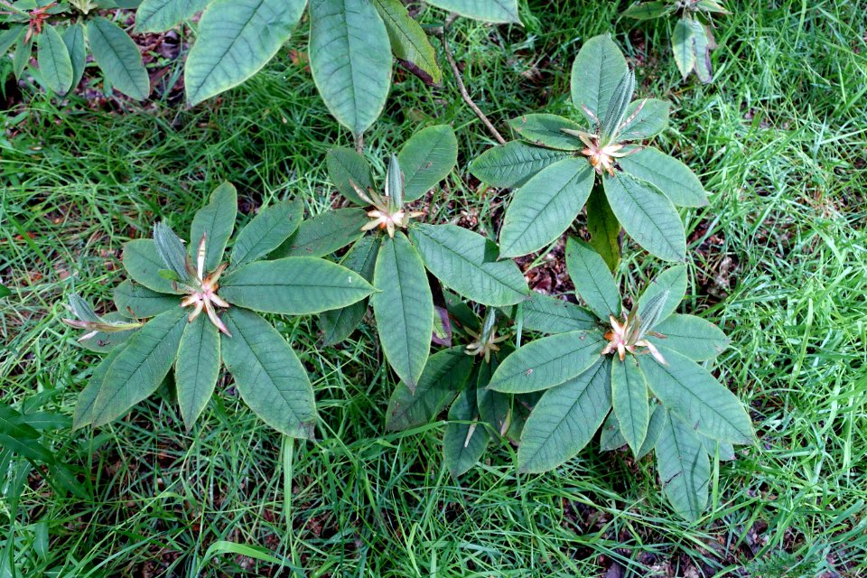 Rhododendron glischrum subsp. rude - RHS Garden Harlow Carr - North Yorkshire, England - DSC01252