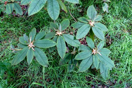 Rhododendron glischrum subsp. rude - RHS Garden Harlow Carr - North Yorkshire, England - DSC01252
